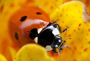 macro photo of a red and black ladybug on yellow petal
